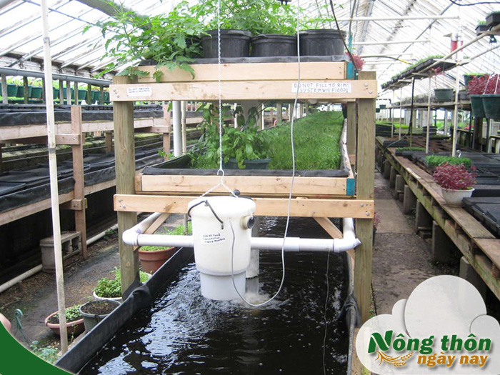 Aquaponics là gì? Phương pháp kết hợp trồng rau nuôi cá đang được ưa chuộng