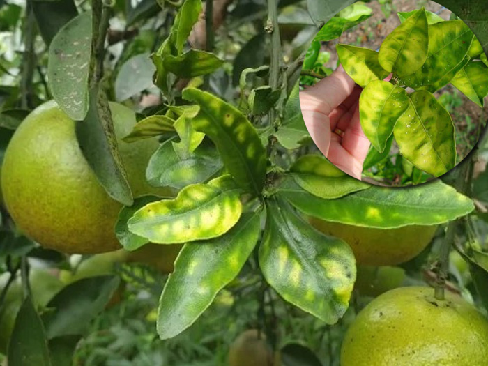 Cách trị bệnh vàng lá gân xanh trên cây có múi hiệu quả