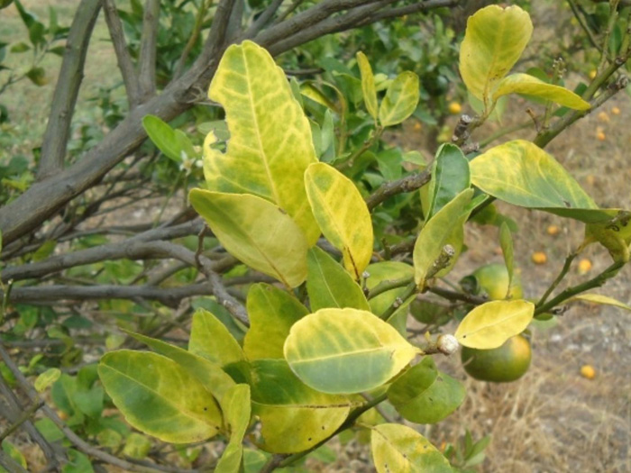 Bệnh vàng lá greening trên cây có múi biểu hiện ra sao?