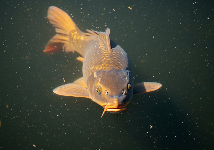 Cá chép là cá gì? Đặc điểm, phân loại và cách nuôi nhanh lớn
