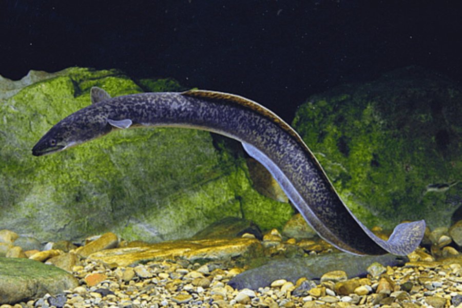 Cá chình đặc điểm sinh học giá trị dinh dưỡng và các loại phổ biến