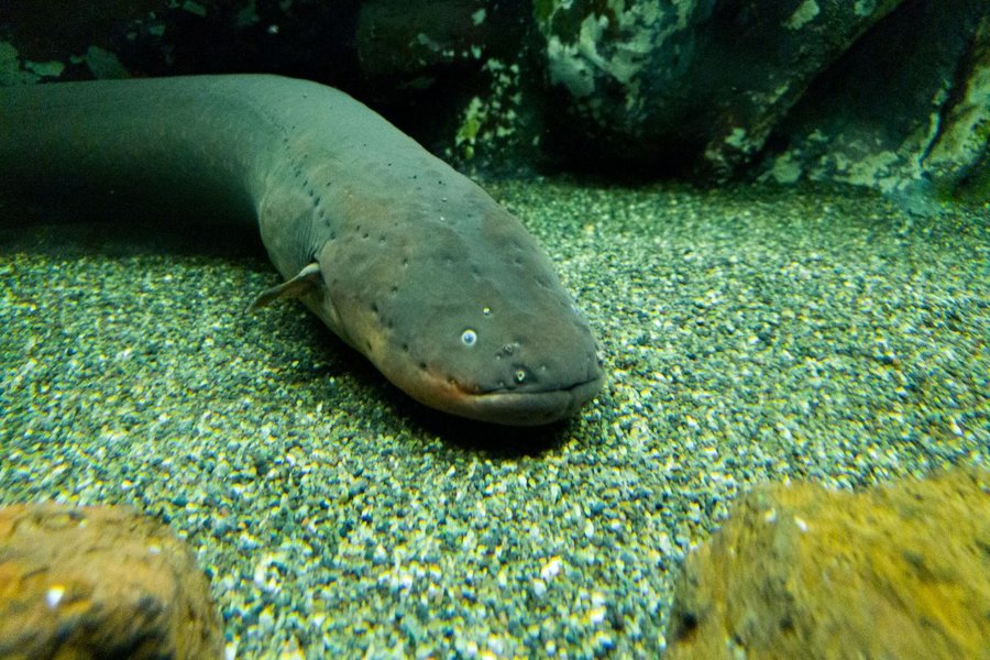 Cá chình biển có mấy loại cách phân biệt từng giống chuẩn nhất