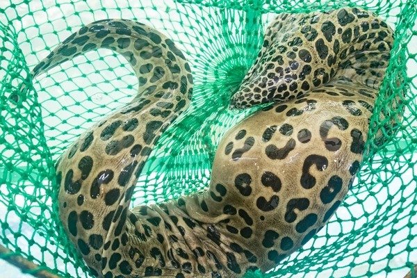 Cá chình bông biển làm món gì ngon?