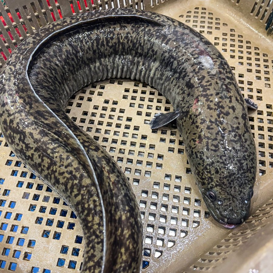 Cá chình bông nước ngọt và cá chình biển chọn loại dễ nuôi hơn?