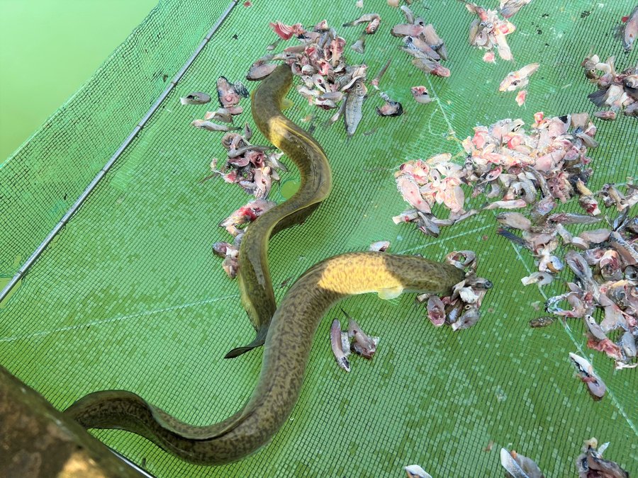 Cá chình hoa giá bao nhiêu và vì sao giá luôn cao?