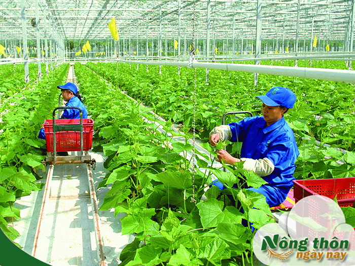 Các mô hình nông nghiệp thông minh đang dẫn đầu xu hướng hiện nay