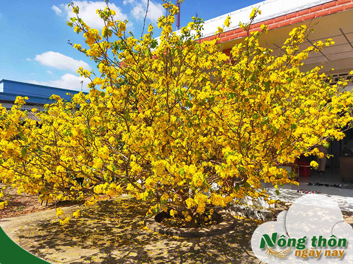 Cách bón phân cho mai nở đúng Tết giữ hoa đẹp lâu rực rỡ ngày xuân