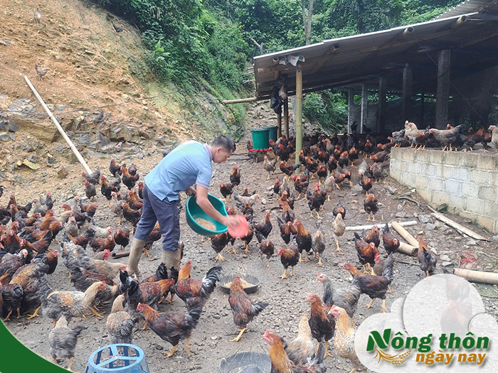 Cách chăm sóc gà thả vườn khỏe mạnh hạn chế bệnh tật tối đa