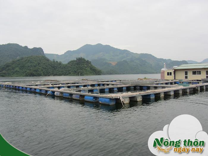 Cách làm bè nuôi cá bền đẹp đảm bảo an toàn cho đàn cá
