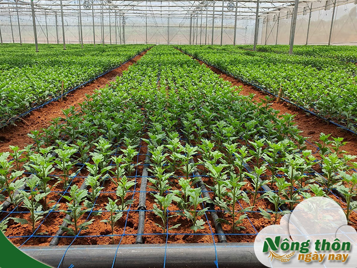 Cách lắp hệ thống tưới nhỏ giọt chuẩn kỹ thuật bền lâu sử dụng