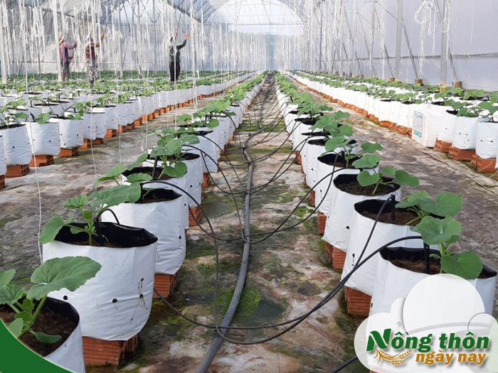 Cách lắp ống tưới nhỏ giọt chi tiết từng bước không cần thợ chuyên