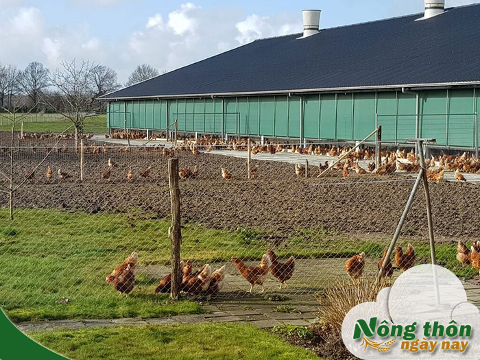 Cách nuôi gà thả vườn hiệu quả bật mí bí quyết từ người chăn nuôi lâu năm