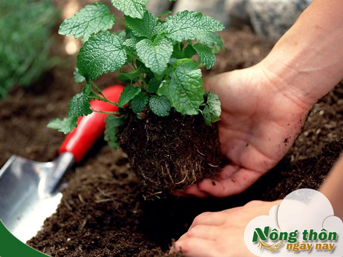 Cách sử dụng phân vi sinh chuẩn giúp đất tơi xốp và cây phát triển tốt
