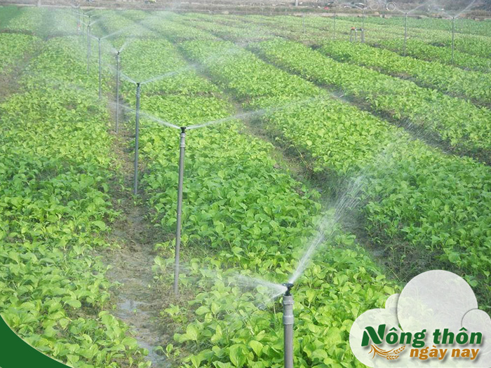 Cách tưới cây tự động cài đặt một lần cây khỏe mạnh cả năm