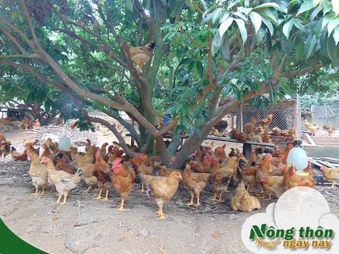 Cách vỗ béo cho gà thả vườn nhanh lớn không tốn quá nhiều chi phí