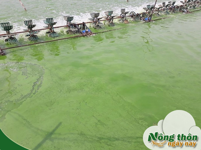 Cách xử lý nước xanh trong ao tôm an toàn không ảnh hưởng chất lượng tôm