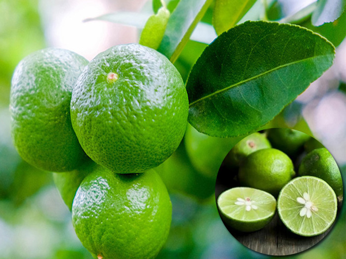 Cây chanh là gì? Đặc điểm, phân loại và cách trồng chanh sai quả