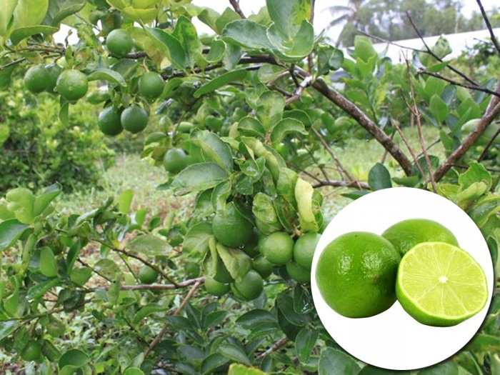 Cây chanh là gì? Đặc điểm, phân loại và cách trồng chanh sai quả