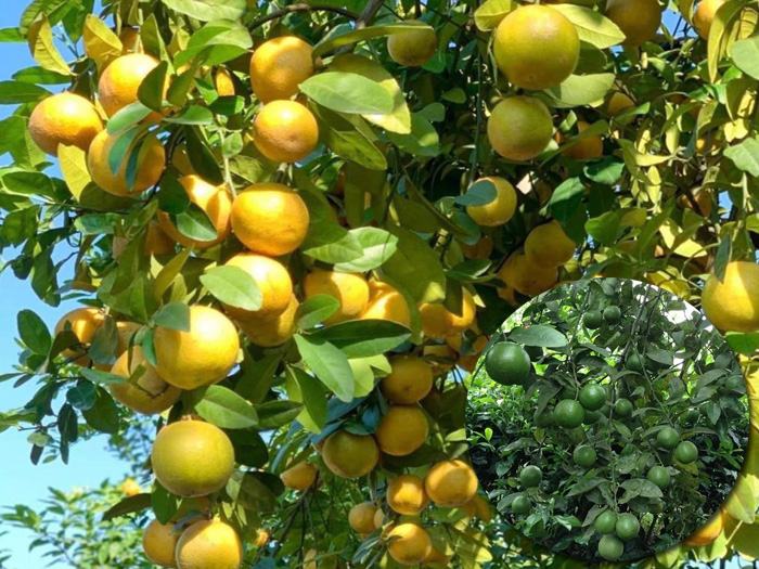 Cây chanh là gì? Đặc điểm, phân loại và cách trồng chanh sai quả