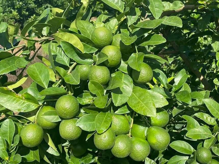 Cây chanh là gì? Đặc điểm, phân loại và cách trồng chanh sai quả