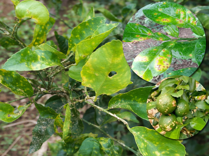 Cây chanh bị đốm vàng lá rụng lá do nấm hay do vi khuẩn?