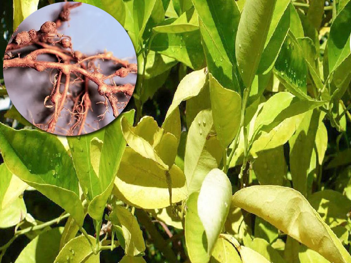 Nguyên nhân cây chanh bị vàng lá thối rễ thường gặp là gì?