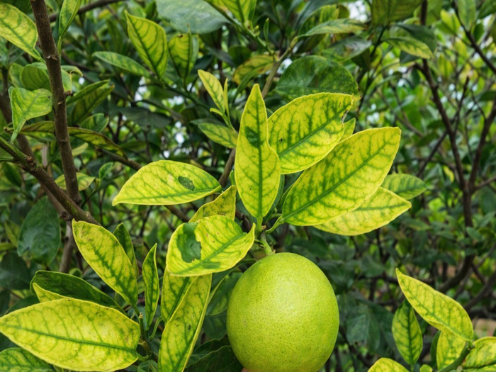 Cây chanh bị vàng lá là bệnh gì và dấu hiệu nhận biết sớm
