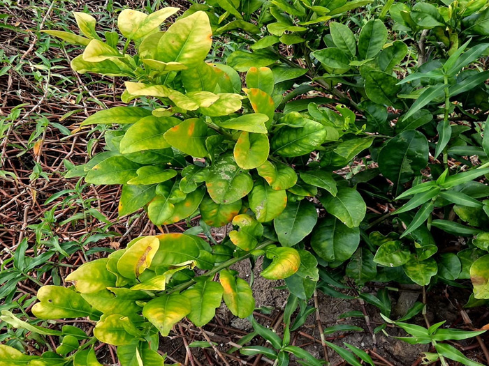 Cây chanh bị vàng lá là bệnh gì và dấu hiệu nhận biết sớm