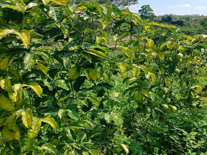 Cách xử lý chanh dây bị vàng lá đúng chuẩn giúp cây sớm hồi phục