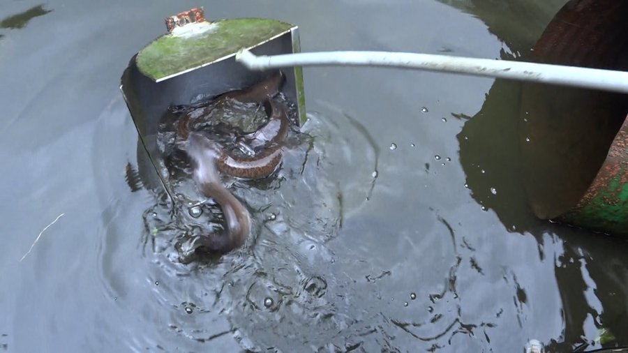 Chi phí nuôi cá chình trong ao xi măng chi tiết từng giai đoạn