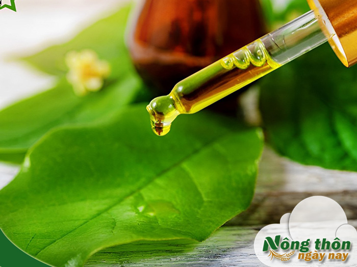 Công dụng của tinh dầu trà xanh trong dưỡng da