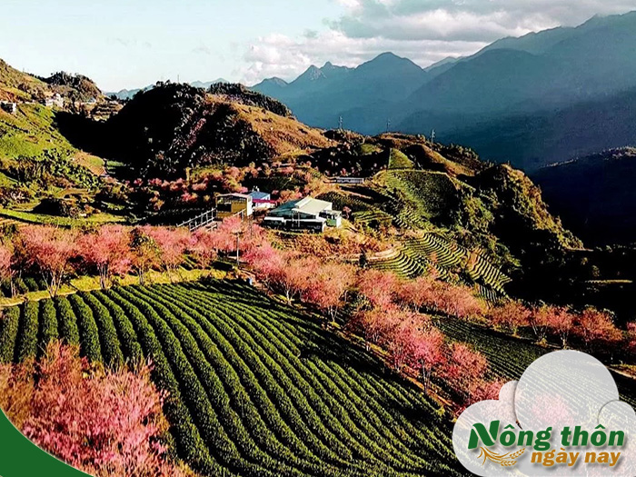Du lịch Sapa mùa nào đẹp nhất để săn mây ngắm ruộng bậc thang