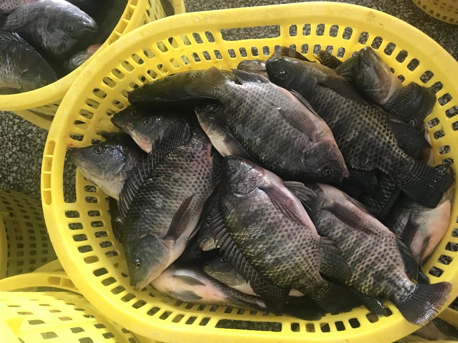 Hạch toán nuôi cá rô phi theo từng giai đoạn