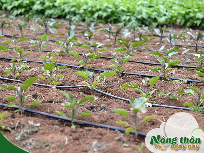 Hệ thống tưới nhỏ giọt tự động lắp đặt dễ dàng tiết kiệm công sức