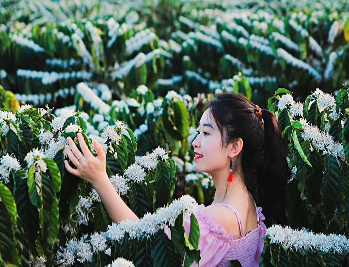 Hoa cà phê nở vào tháng mấy đẹp nhất?