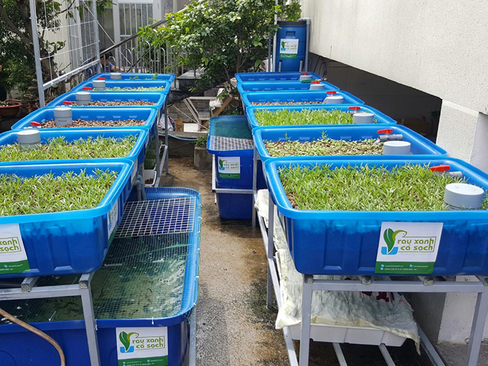 Hướng dẫn làm hệ thống aquaponics trồng rau nuôi cá đơn giản tại nhà