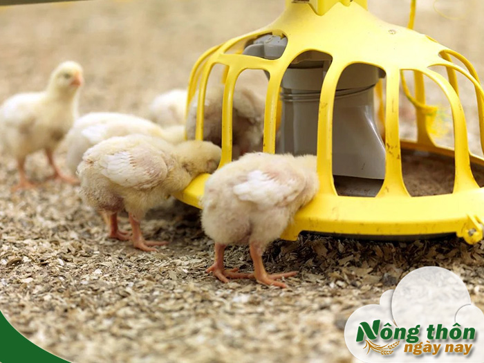 Hướng dẫn nuôi gà thả vườn chi tiết từ kinh nghiệm thực tế