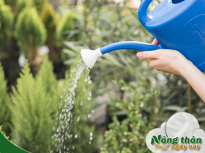 Hướng dẫn sử dụng trichoderma để phòng bệnh cho cây đúng kỹ thuật