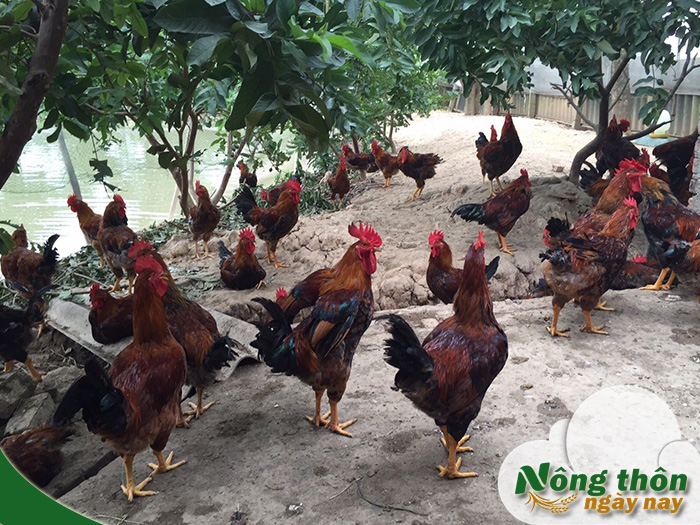Kinh nghiệm nuôi gà thả vườn thực tế giúp tránh rủi ro hiệu quả