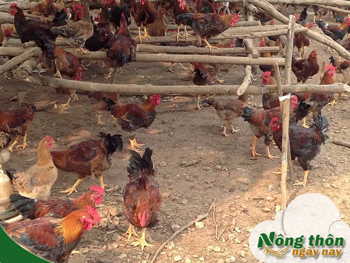 Kỹ thuật chăn nuôi gà thịt thả vườn chi tiết giúp tăng lợi nhuận