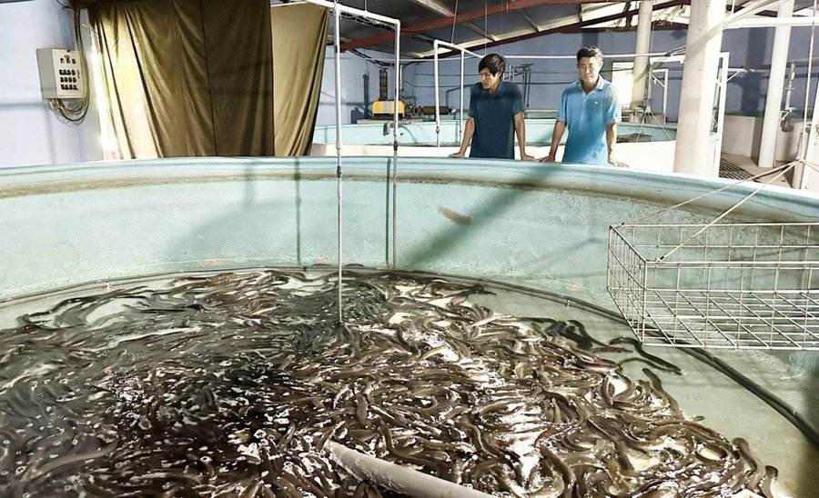 Kỹ thuật nuôi cá chình thương phẩm đạt trọng lượng nhanh thu lãi lớn