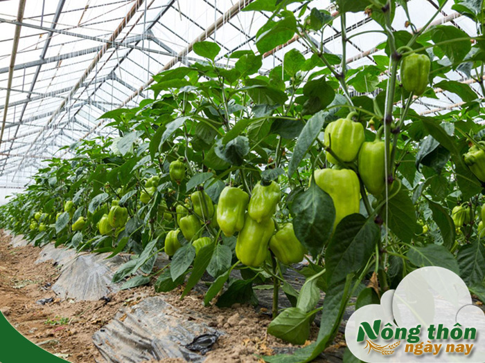 Kỹ thuật trồng ớt chuông trong nhà kính giúp cây cho trái đều đẹp mắt