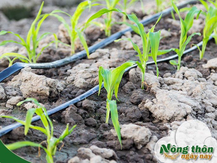 Kỹ thuật tưới nhỏ giọt giữ vườn luôn xanh tốt không lo thiếu nước
