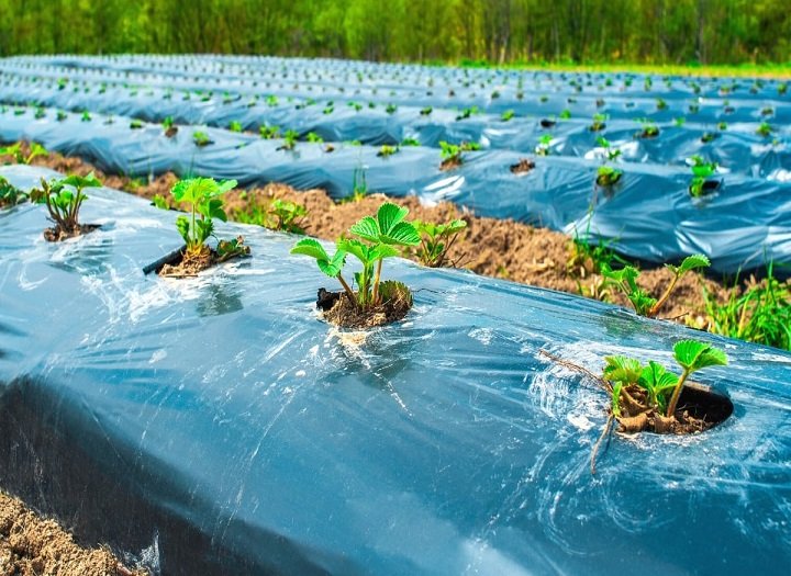 Màng nhựa có thật sự làm nóng đất khi trồng rau màu không
