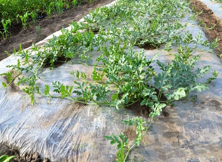 Màng nhựa có làm hại đất trồng không? Sự thật mà ít người biết