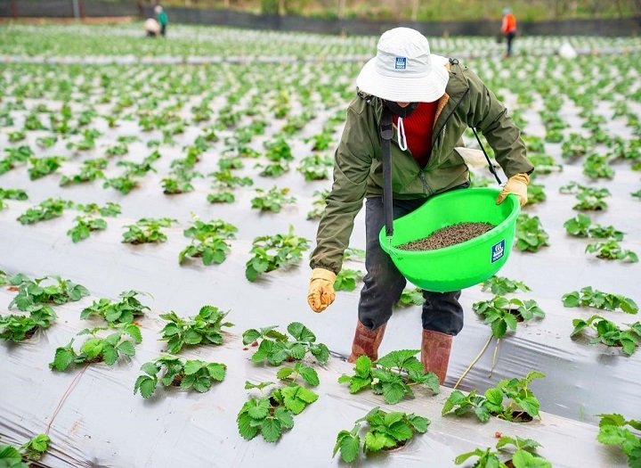 Nên chọn màng nhựa hay nilon phủ đất để cây trồng phát triển khỏe mạnh