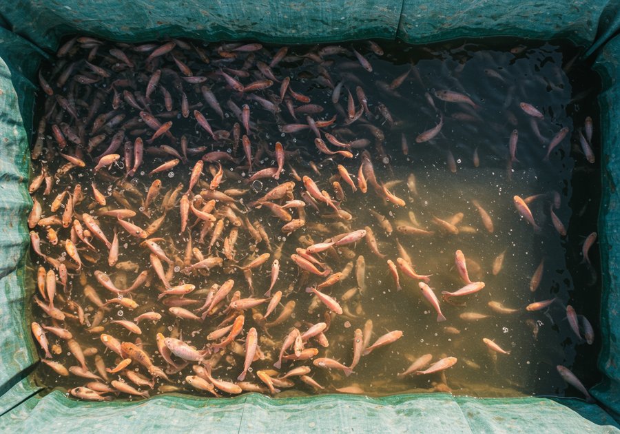 Mật độ nuôi cá rô phi đơn tính theo từng mô hình