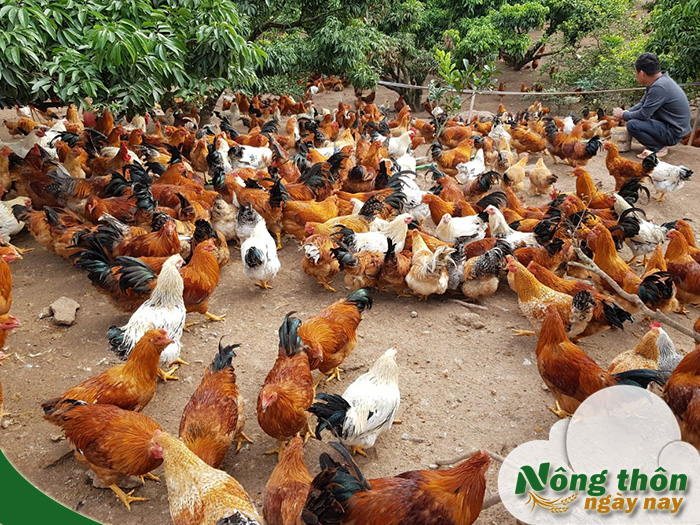 Mô hình chuồng nuôi gà thả vườn thiết kế hợp lý để gà phát triển tốt