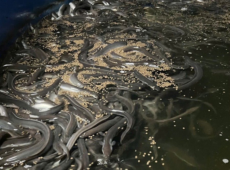 Mô hình nuôi cá chình Nhật Bản hiệu quả cho lợi nhuận cao