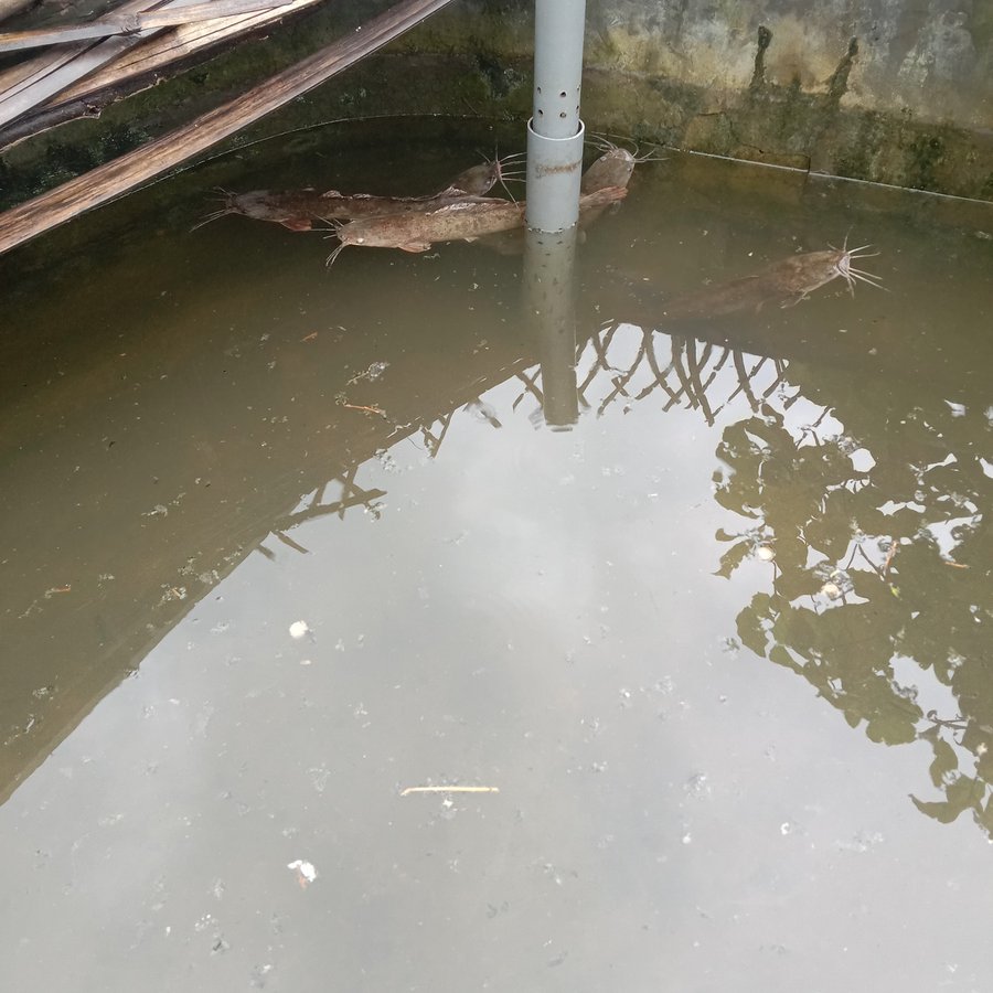 Vì sao nên áp dụng mô hình nuôi cá trê vàng trong ao đất?